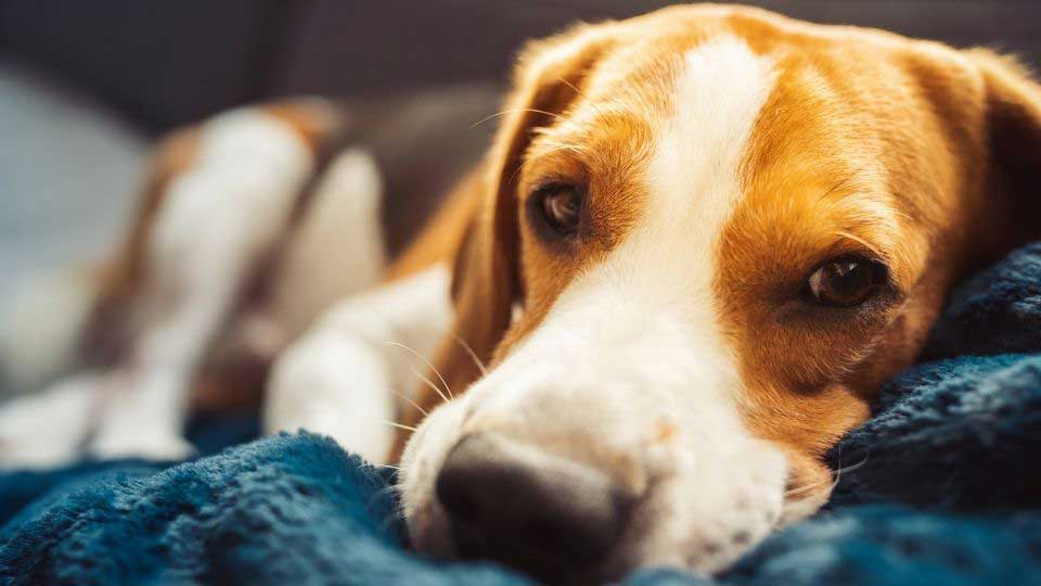 Tired dog on a blue blanket