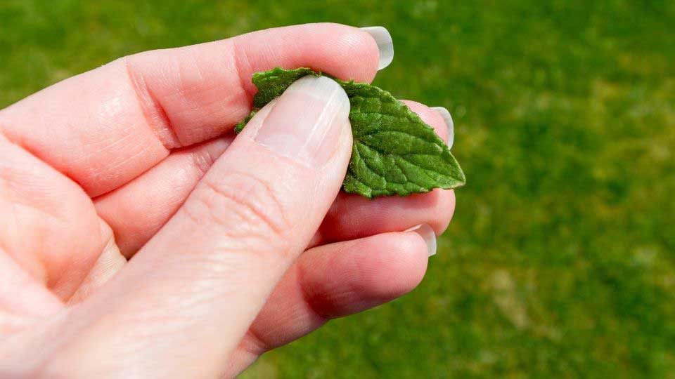Holding mint leaves
