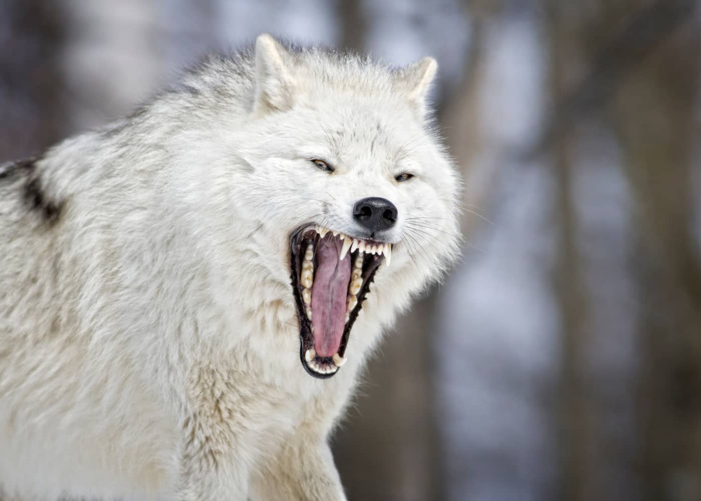 Wolf howling